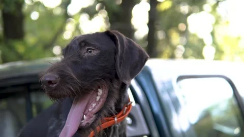 Hunting dog German wirehaired pointer in grass field nature - Kurzhaar breed 動画素材 263336211