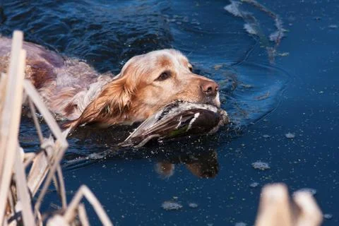 Hunting dog holding a dead duck in the water Stock Photos