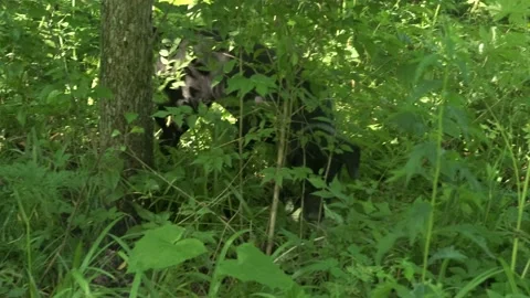 A hunting dog is looking for something in the grass. Stock Footage 200862472