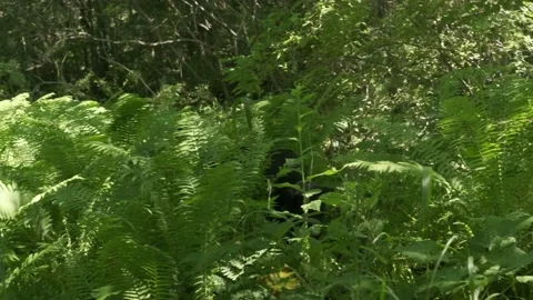 A hunting dog is looking for something in the grass. Stock Footage 206006528