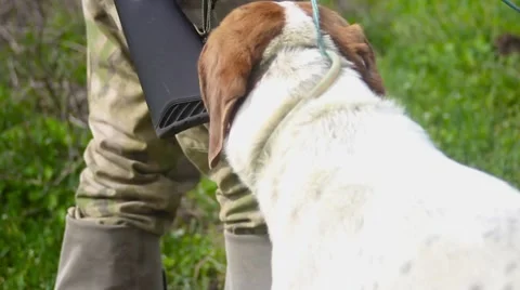 Hunting dog panting after a paddock Stock Footage 64016232