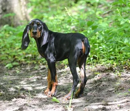 Hunting dog Stock Photos
