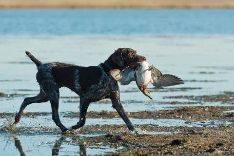 Hunting Dog Stock Photos
