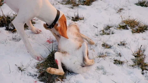 Hunting Dog Pointer With A Catch, Wild Hare. Hunting Scene. 스톡 동영상 101214054