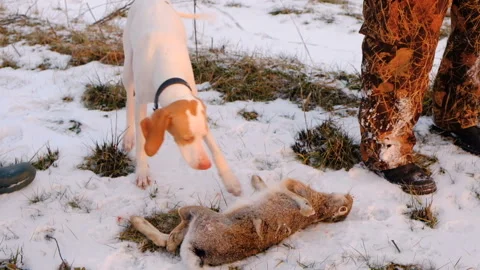 Hunting Dog Pointer With A Catch, Wild Hare. Hunting Scene. Stock-Footage 101214202