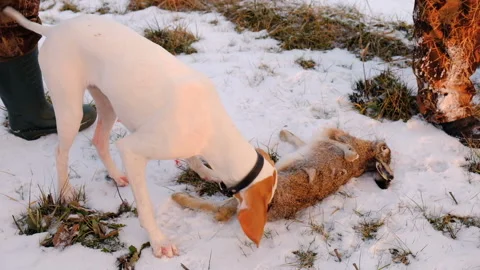 Hunting Dog Pointer With A Catch, Wild Hare. Hunting Scene. Stock-Footage 101214387