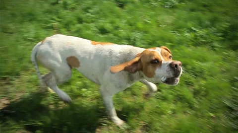 Hunting Dog Pointer Stock Footage 37402354