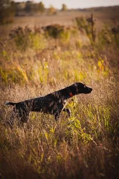 Hunting dog in the rack. Hunting for quail with a dog Stock Photos