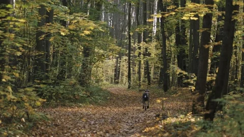 Hunting dog shorthaired pointer runs happily and fast in the autumn forest Stock Footage 141222487