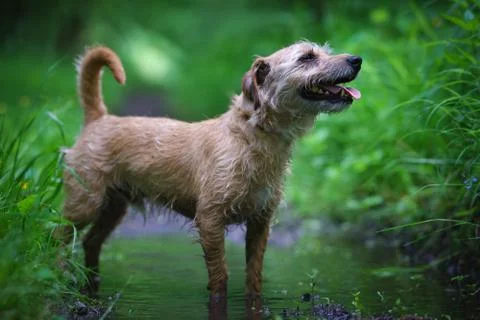 Hunting dog standing in a puddle among trees on a forest path, catching a trail. Stock Photos
