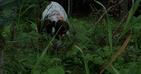 Hunting dog tracking down rabbit hole in forest - close up on face Stock Footage 86589867
