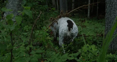 Hunting dog tracking down rabbit hole in forest - slow motion Stock Footage 86590019
