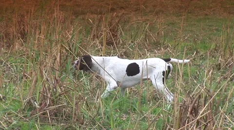 Hunting dog in training session Stock Footage 41804298