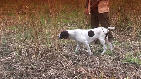 Hunting dog in training session, learning pointing position Stock Footage 41804254