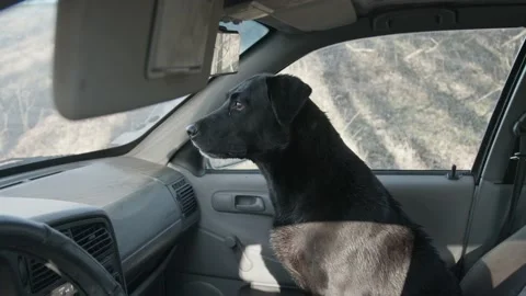 Hunting dog waiting in the car Stock Footage 231908722