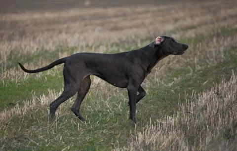 Hunting dog Weimar pointer hunting bird Stock Photos