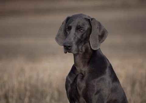 Hunting dog Weimar pointer portrait Stock Photos