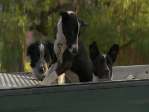 Hunting Dogs Stock-Footage 22243715