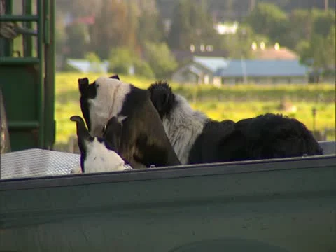 Hunting Dogs Stock-Footage 22243717
