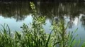 Hunting dragonflies over pond surface HD Footage