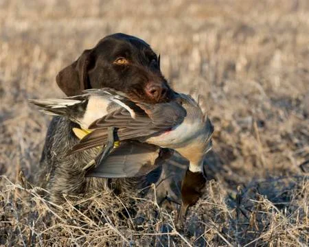 Hunting Ducks Stock Photos