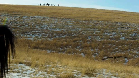 Hunting eagle flies low, alight on the hand of kazakh eagle hunter Close slow-mo Stock Footage 143263296