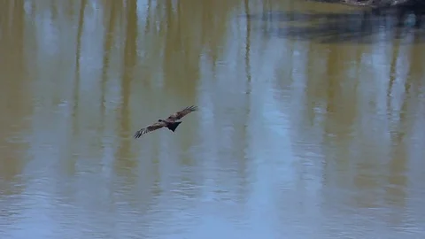 Hunting of an eagle on small birds during flight above the river and wood Stock Footage 109218746