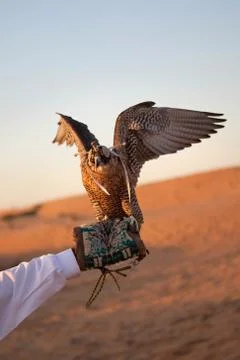 Hunting falcon 스톡 사진