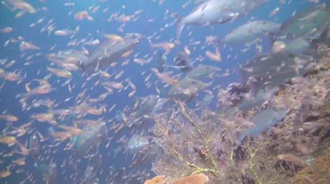 Hunting fish Stock Footage 21789175