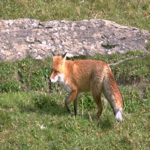 Hunting Fox in the Wilderness Stock Footage 69467897