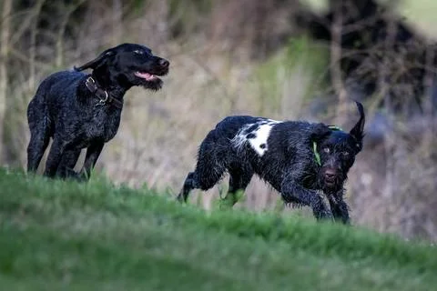 Hunting German Shorthaired Pointers playing in a lush green filed Stock Photos
