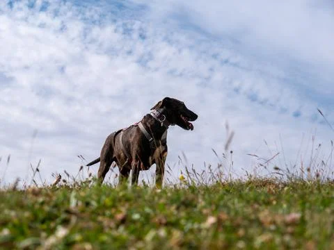 Hunting German wirehaired pointer dog with a collar in a meadow 写真素材