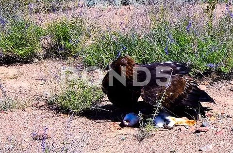 Hunting golden eagle aka Berkut and its prey is the hare, Bokonbayevo, Kyrgyz Stock Photos