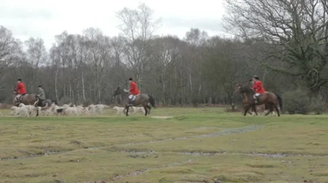 Hunting with hounds Video stock 10587633