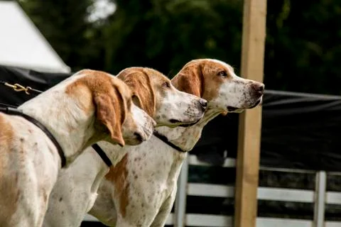 Hunting Hounds Stock Photos