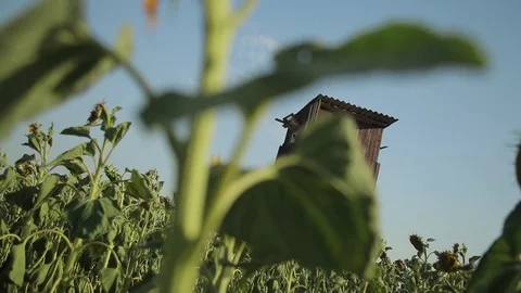 Hunting house Stock Footage 77972587