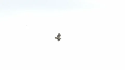 A hunting hovering Common Buzzard Stock Footage 335449688