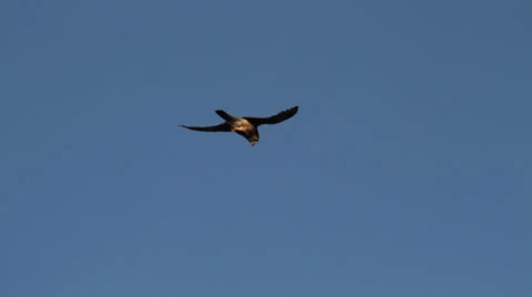 Hunting Kestrel 스톡 동영상 32690683