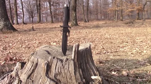 Hunting knife falling on tree stump Stock Footage 46976298