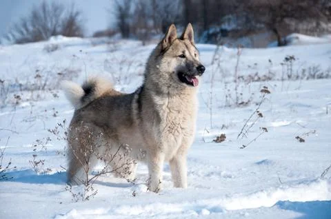Hunting Laika dog walking in the snow Stock Photos