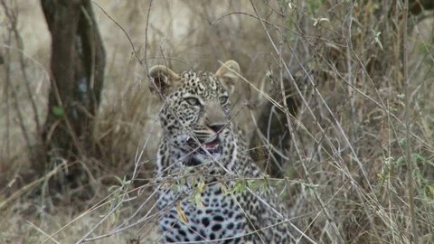 A HUNTING LEOPARD HIDES IN TALL GRASS Video stock 71241358