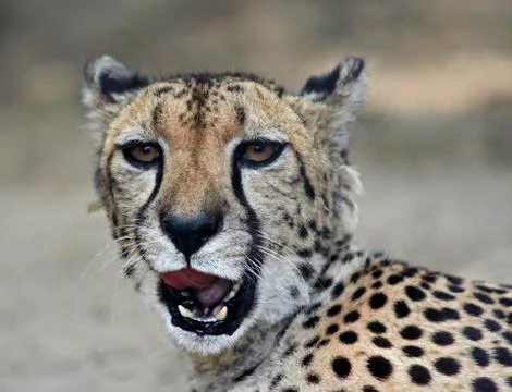 Hunting leopard Stock Photos