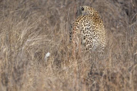 Hunting leopard Stock Photos