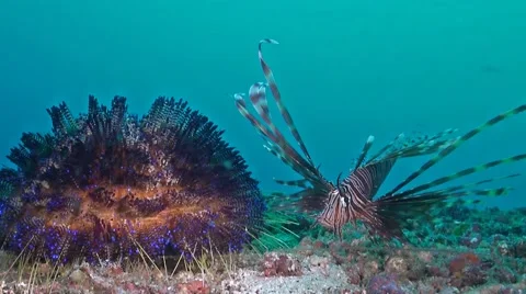 Hunting lionfish Stock Footage 41630253
