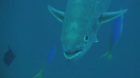 Hunting mackerel close up Stock Footage 22875624