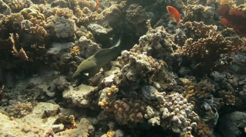 Hunting moray eel Stock Footage 22708454