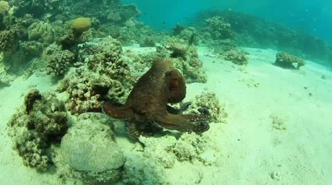 Hunting Octopus Stock Footage 21905400