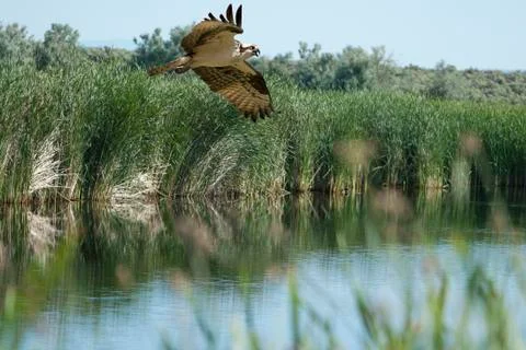 Hunting osprey 스톡 사진