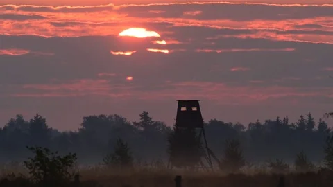 Hunting perch at sunrise Stock Footage 80821340