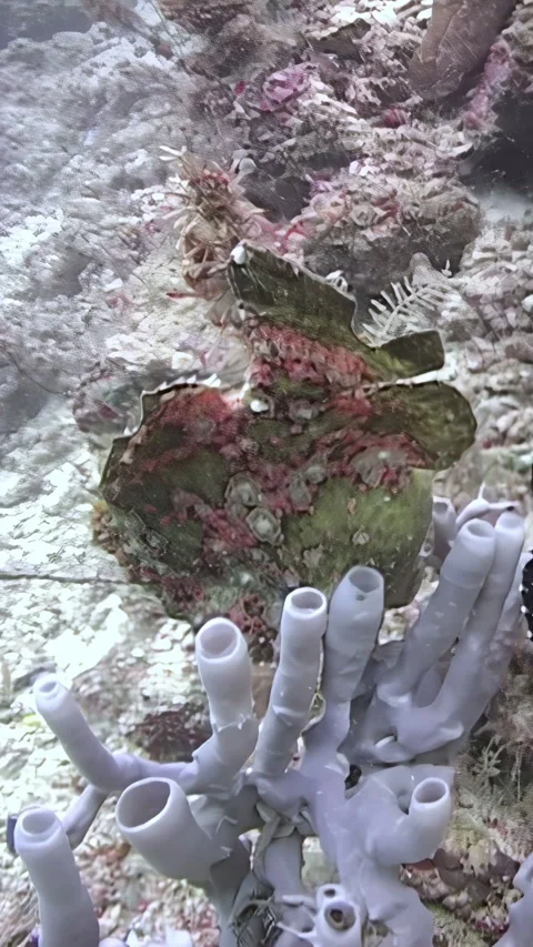 Hunting in Plain Sight Frogfish, Sipadan Island, Indonesia Stock Footage 344784371